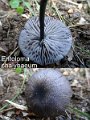 Entoloma chalybaeum-amf1987